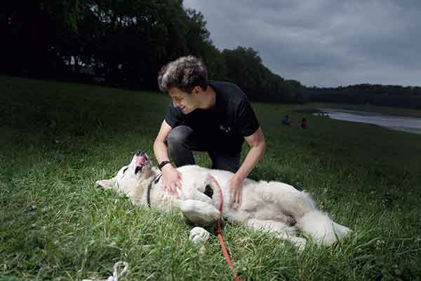 SYRIUS berger blanc suisse de 2 ans à adopter au refuge sos animaux 78 au Chesnay Rocquencourt 